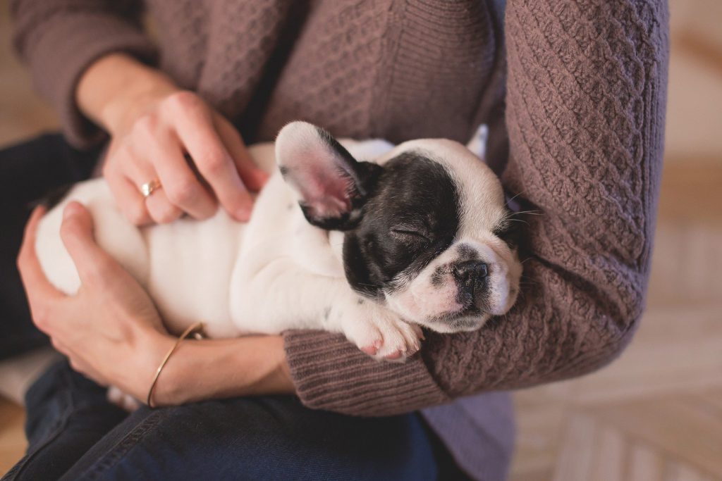 Prendre soin de son chien 