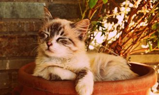 cohabiter avec son chat