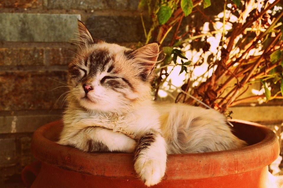 cohabiter avec son chat