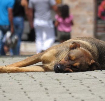 journée contre l'abandon des animaux domestiques