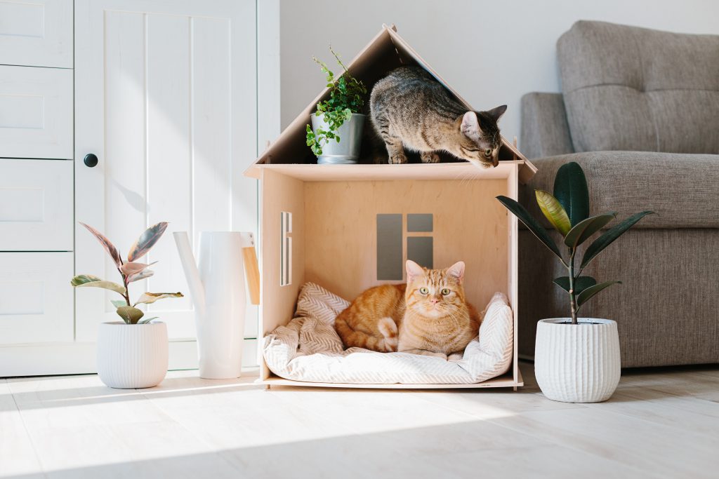 chat maison