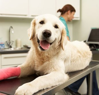 Combien coûtent les frais vétérinaires d'un chien par an ?