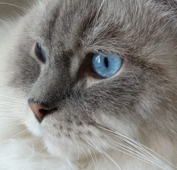 Races de chat le mieux adaptées à la vie en intérieur