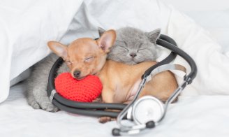 Cohabitation entre chien et chat