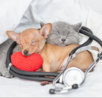 Cohabitation entre chien et chat