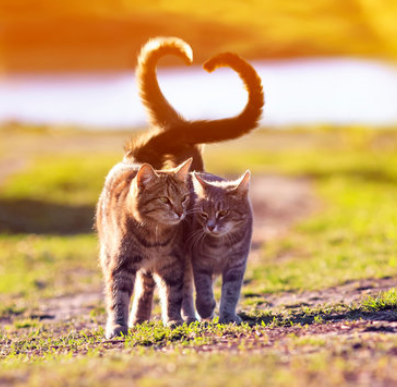 Les chats peuvent-il eux aussi tomber amoureux ?