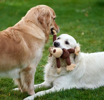 Les animaux peuvent-ils tomber amoureux ?