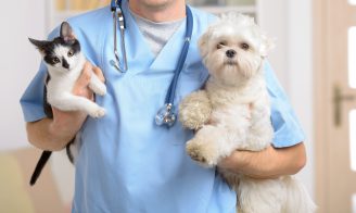 Assurance chien chat