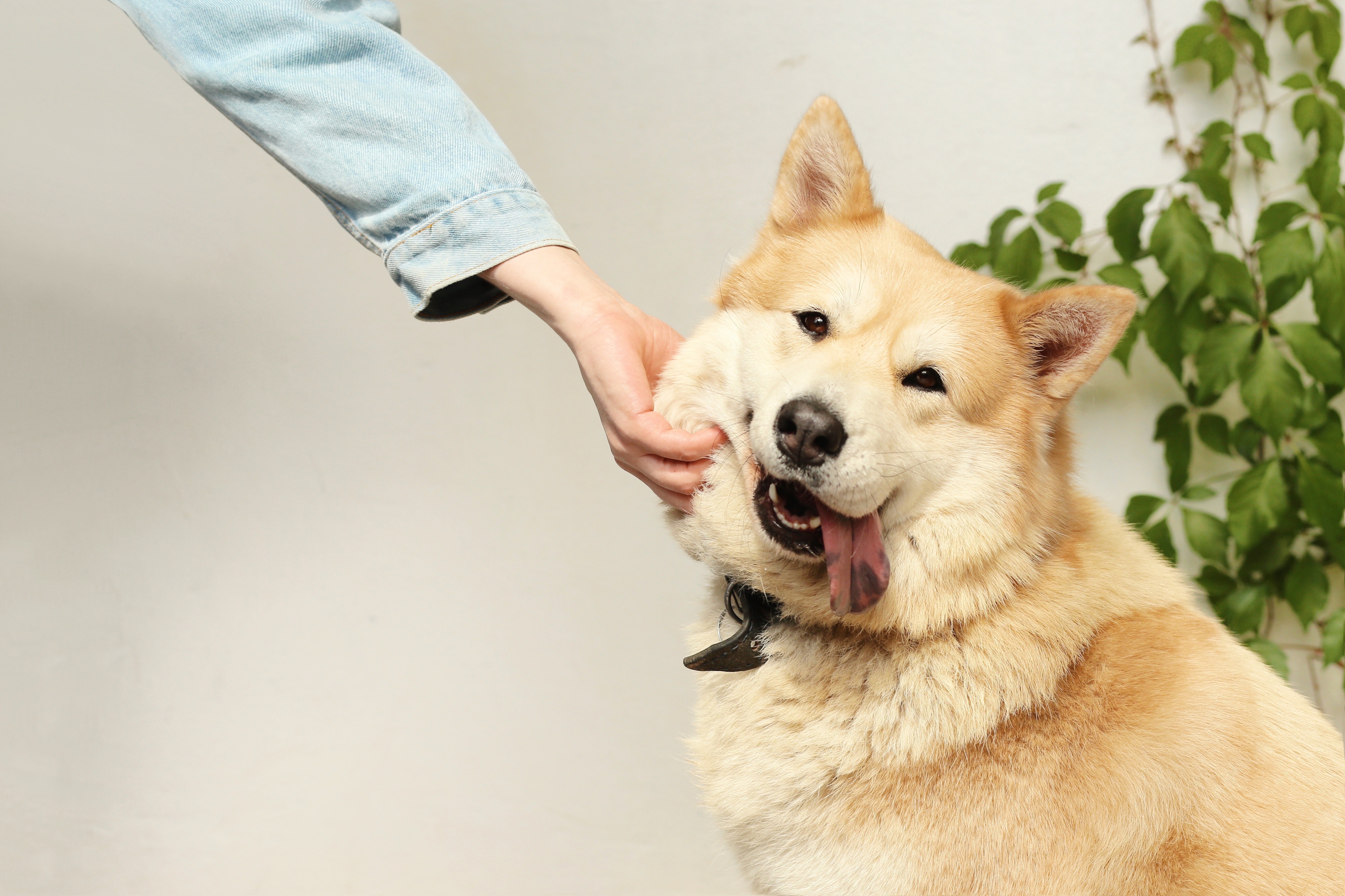 Testez Le Qi De Votre Chien Animaux Sante Actualites