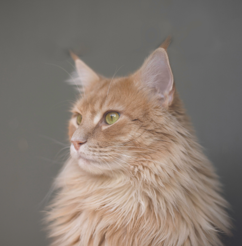 Les Purificateurs Pour Lutter Contre Les Allergies Liees Aux Animaux