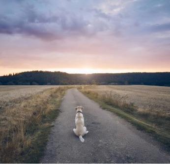 Les abandons des animaux de compagnie