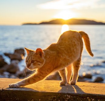 Bilan de santé du chat avant les vacances : ce qu'il faut absolument vérifier