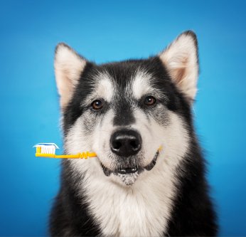 Les soins dentaires de nos animaux de compagnie