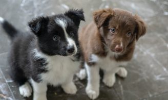 socialisation du chiot