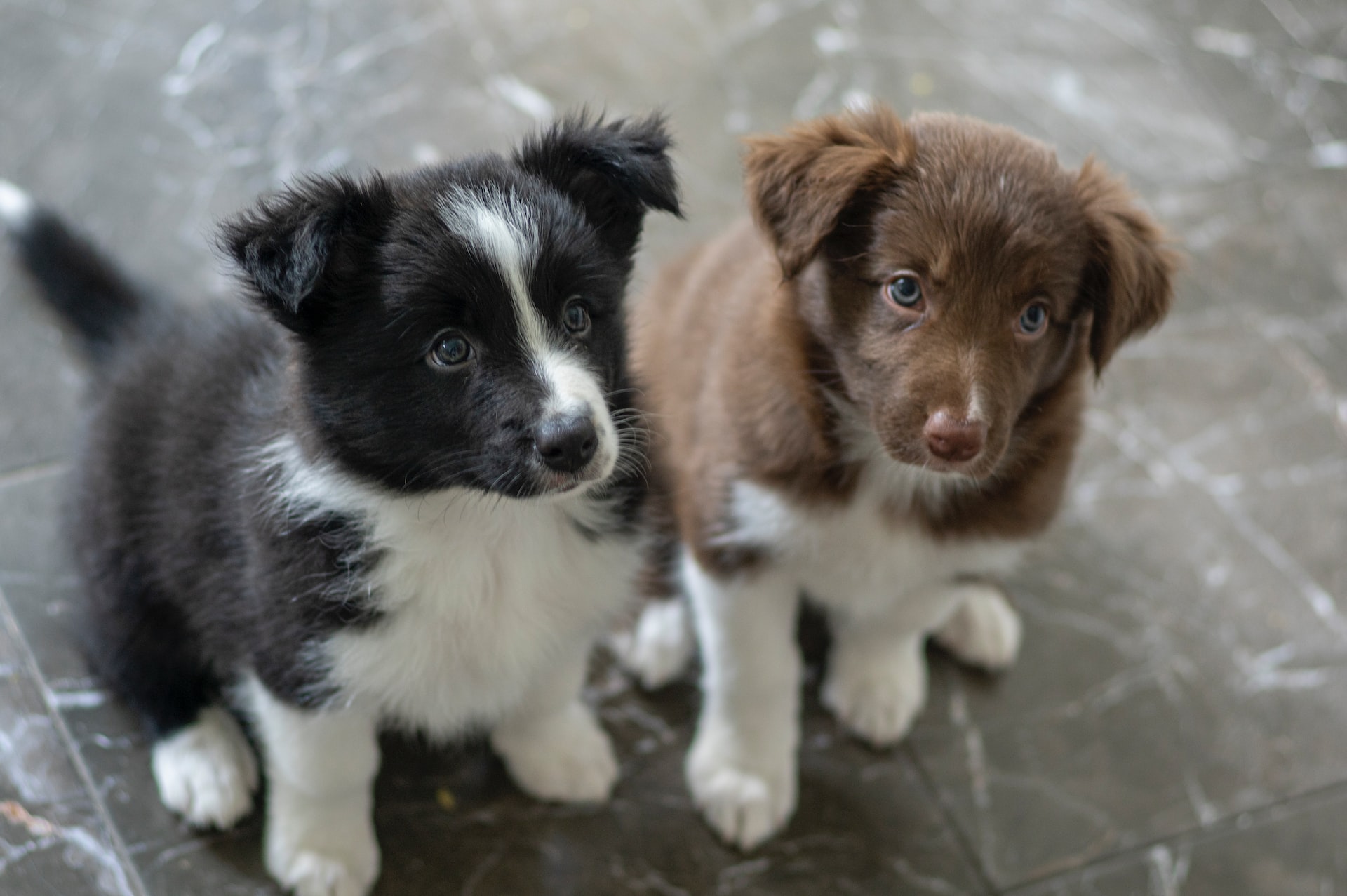 socialisation du chiot