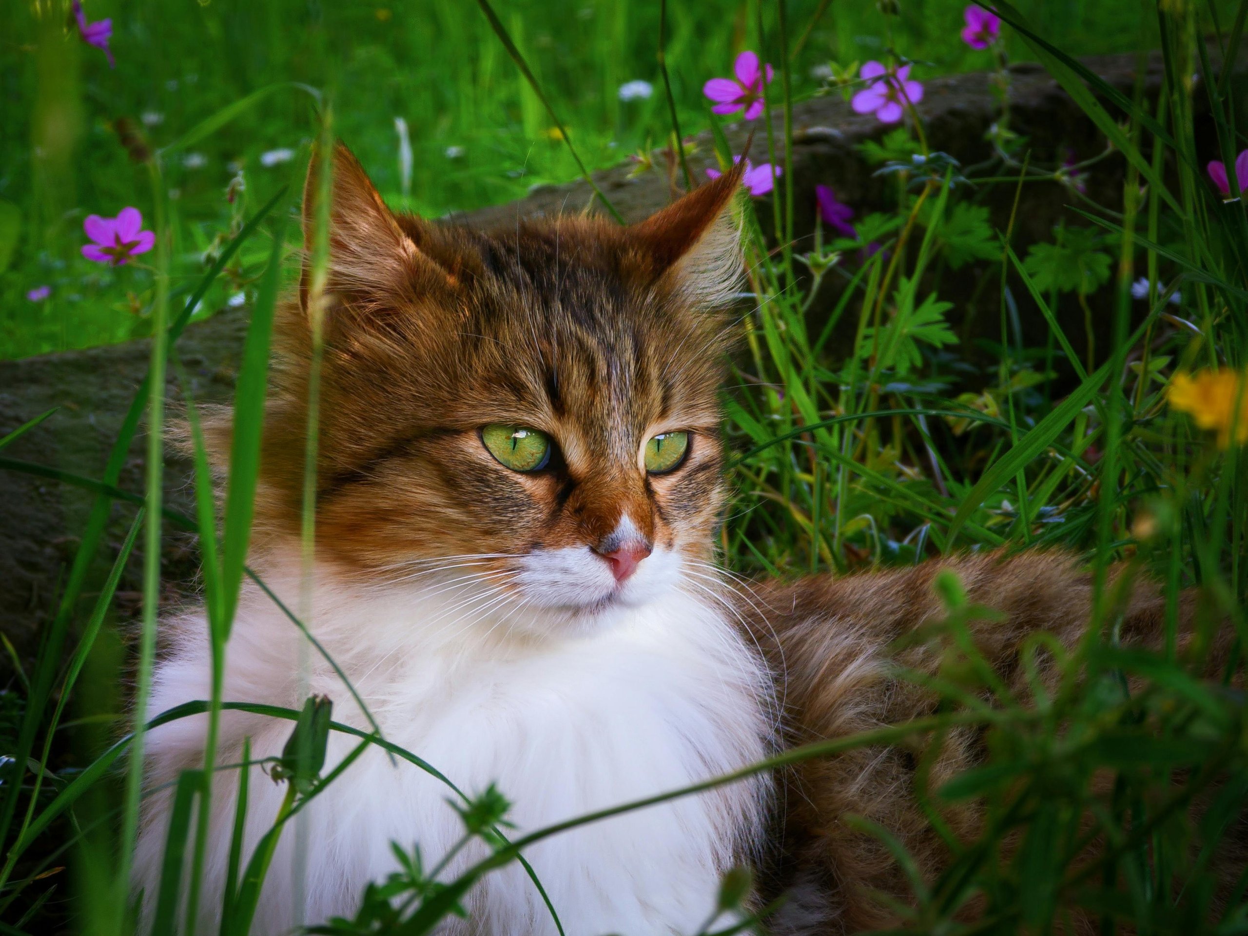 Comment savoir si une chatte est enceinte ? Animaux Santé