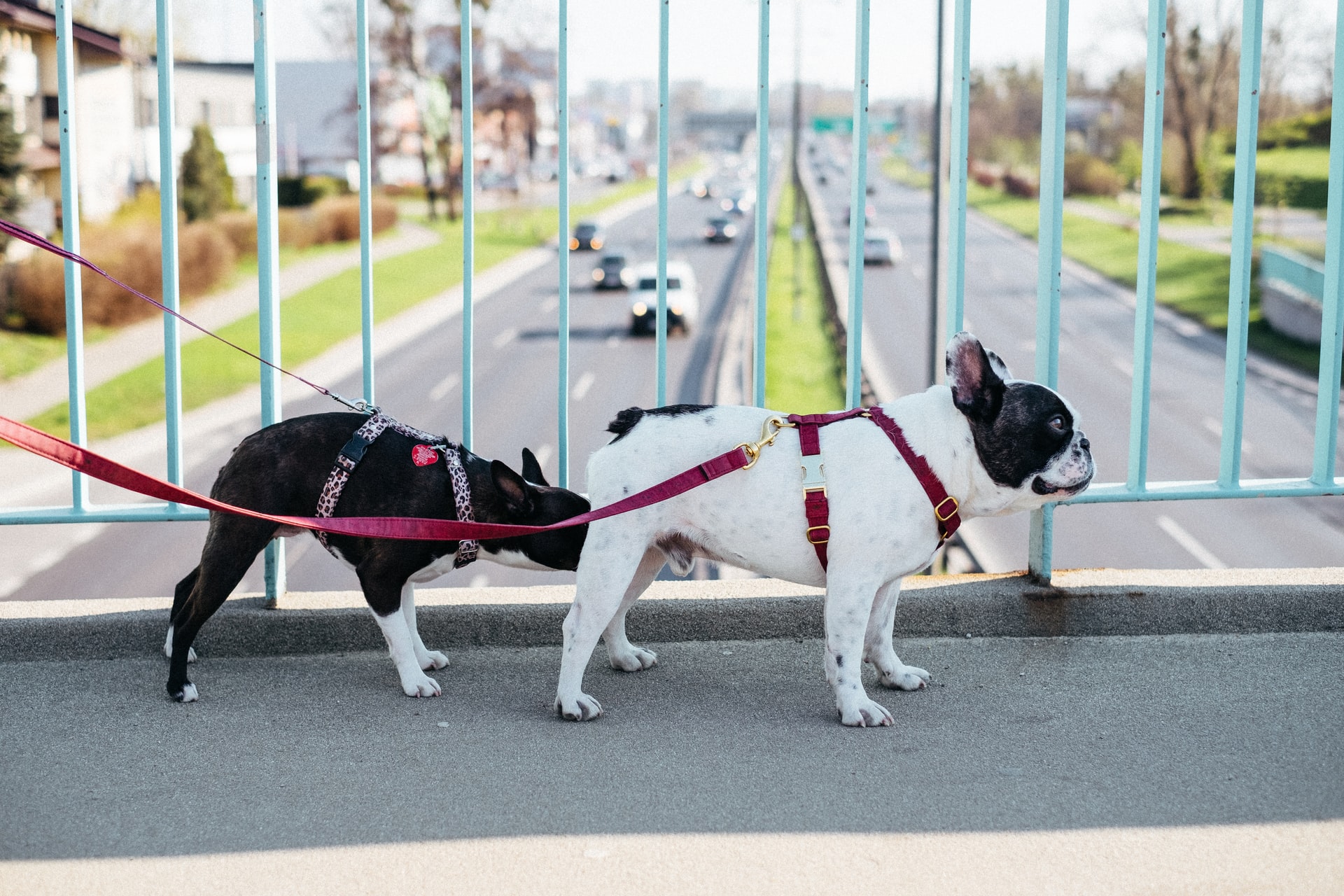 Comportement de chiens : se renifler