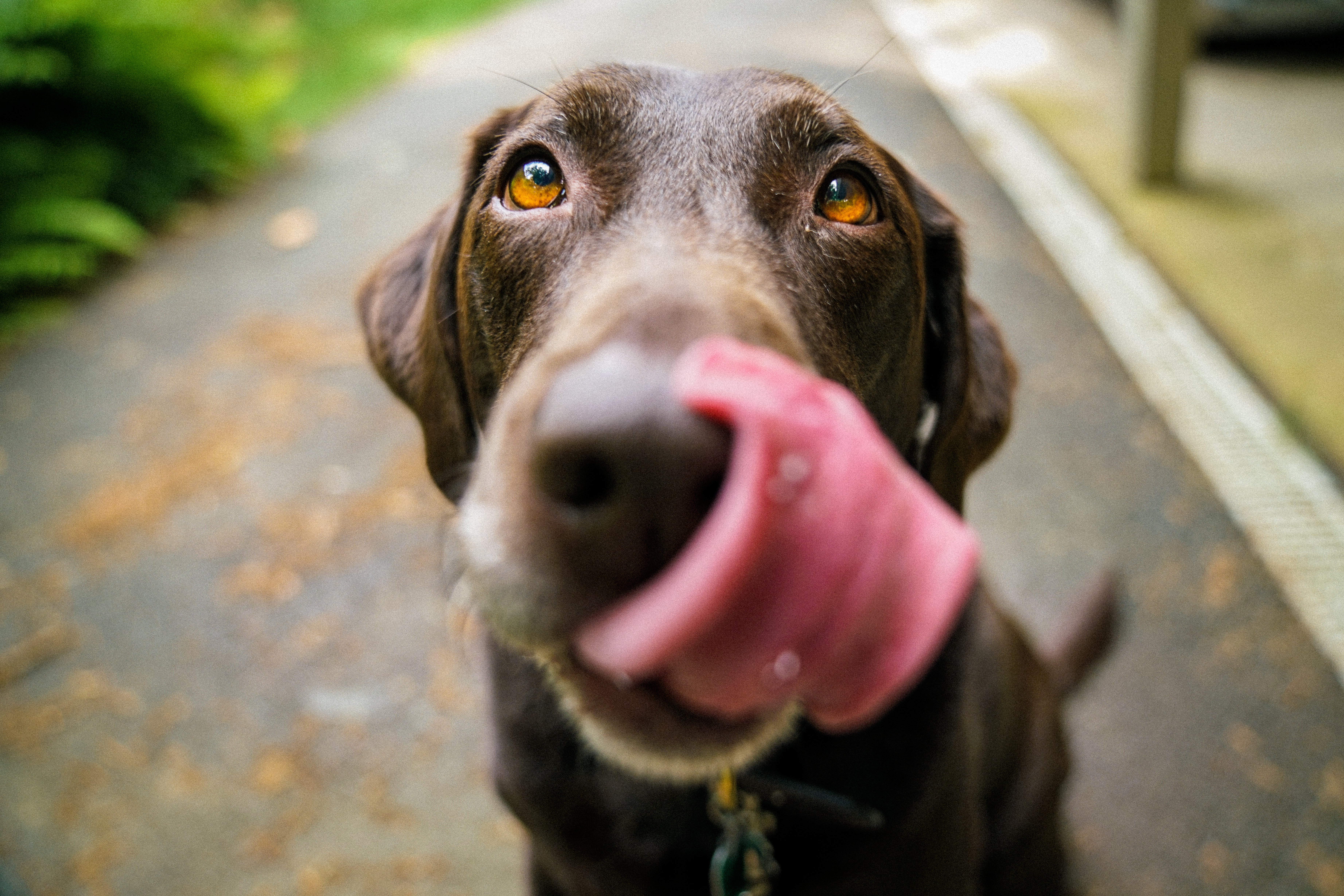 Comportement de chiens : Chien se lèche les babines