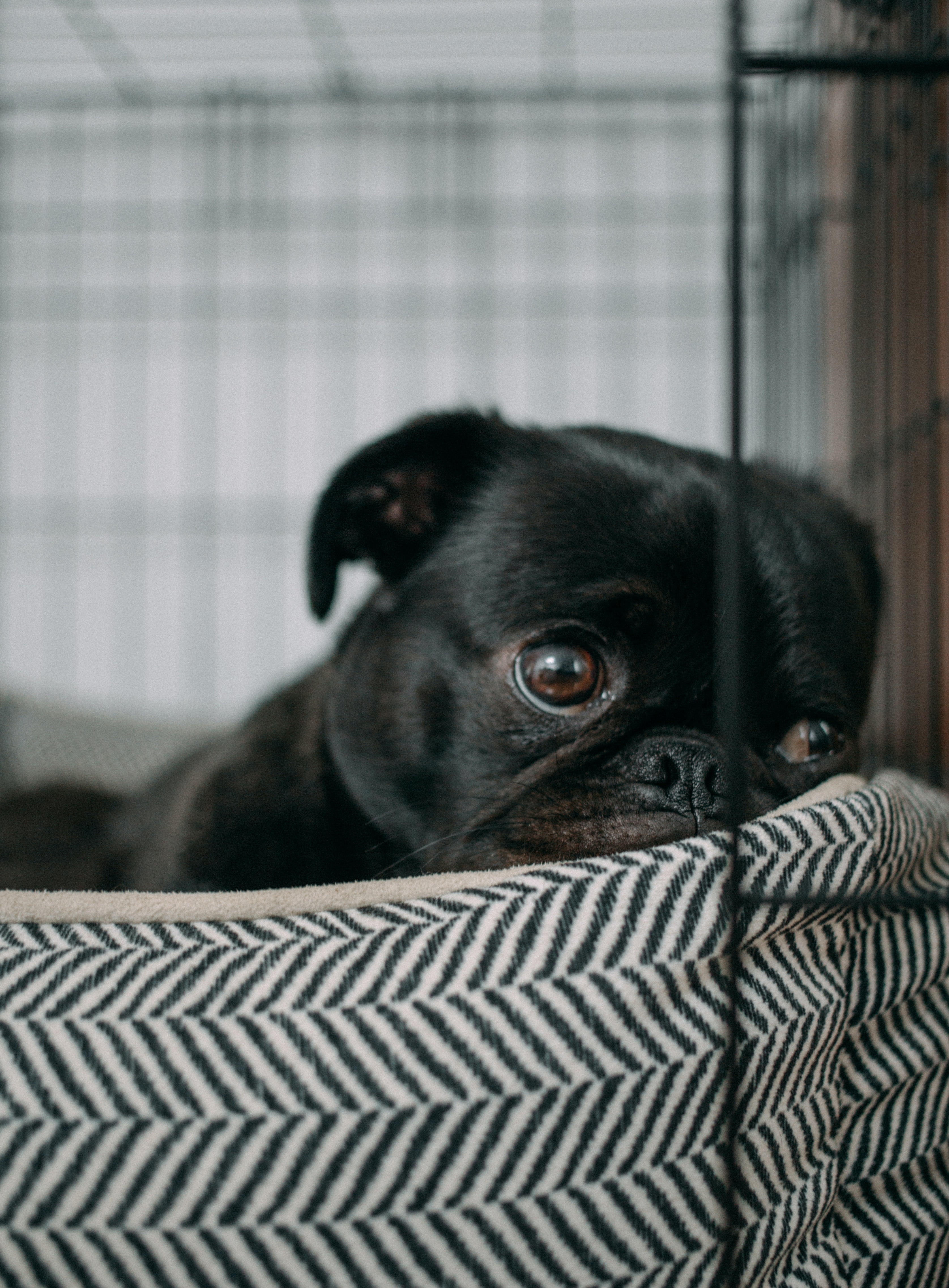 Comportement de chiens : Lécher les pattes