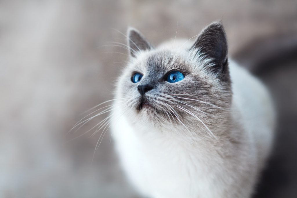 Chat aux yeux bleus