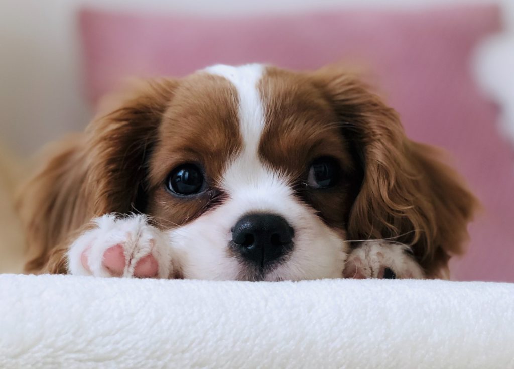 Chiot Cavalier King Charles