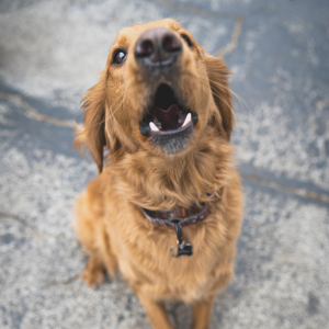 Bruit de sonnette pour attirer votre chien ! 