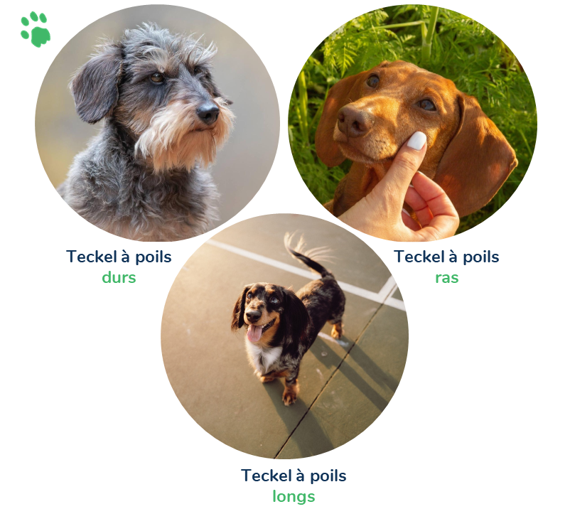 Les 3 types de Teckel