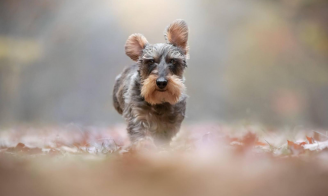 Teckel, qui est le célèbre chien saucisse ?