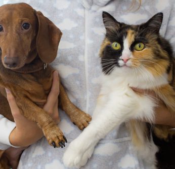 Chat et chien portés
