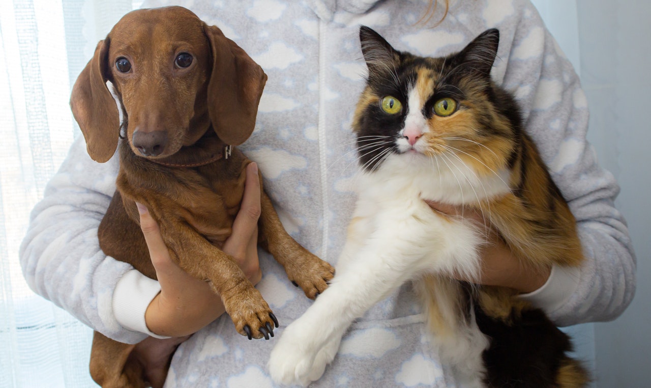 Chat et chien portés