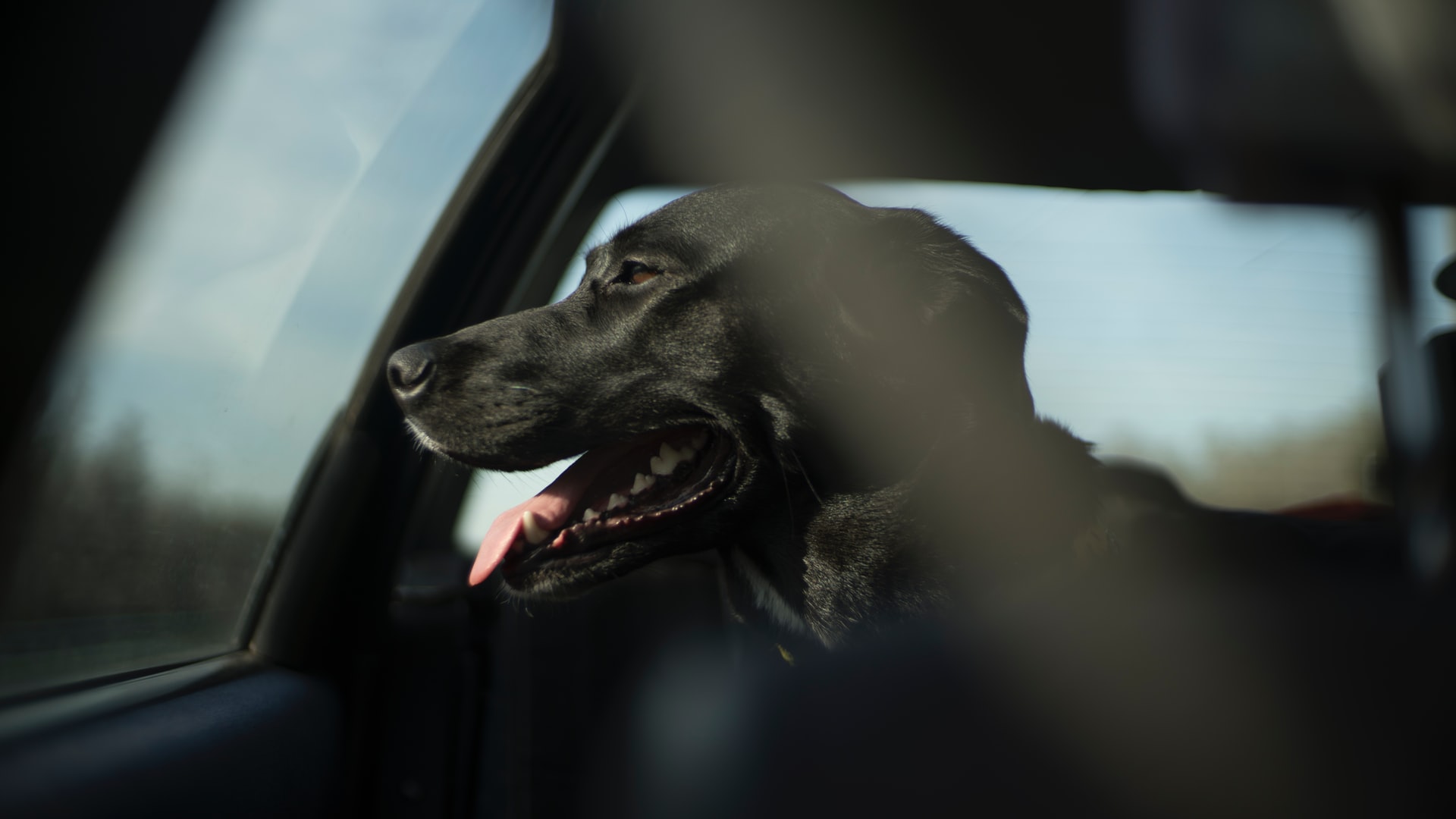 chien dans une voiture