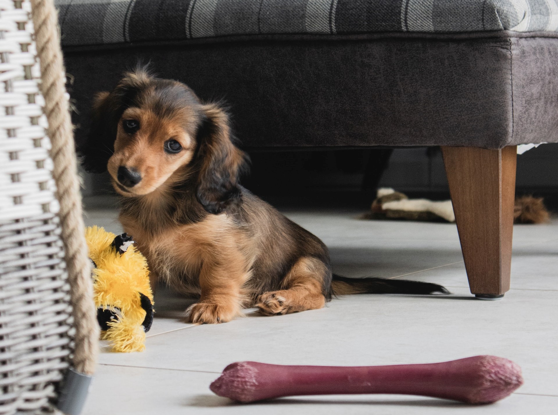 chiot et ses jouets