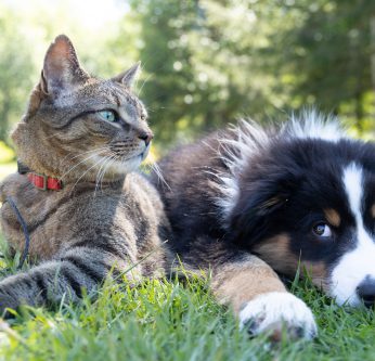 Chien et chat été en sécurité