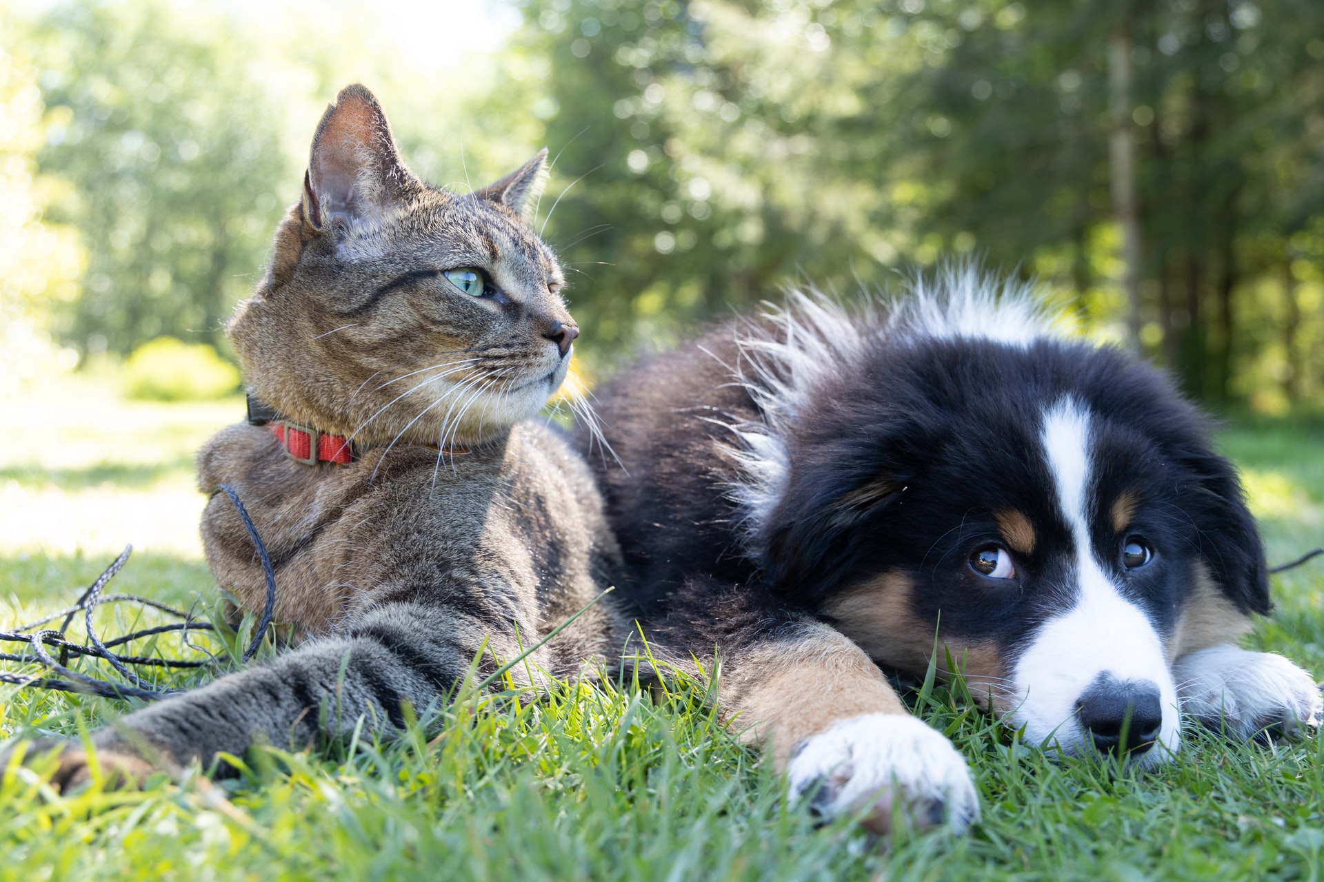 Chien et chat été en sécurité