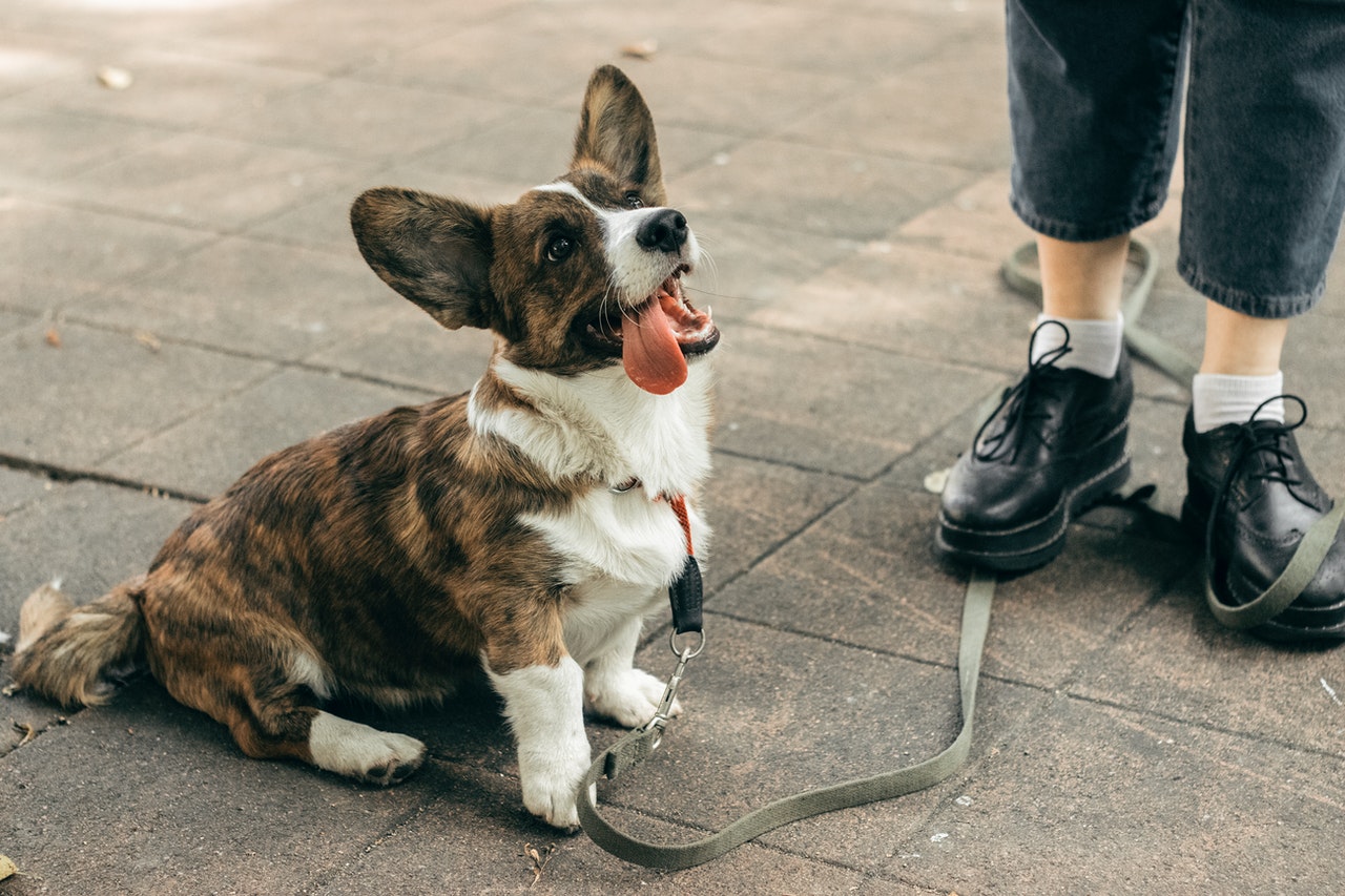 promener son chien