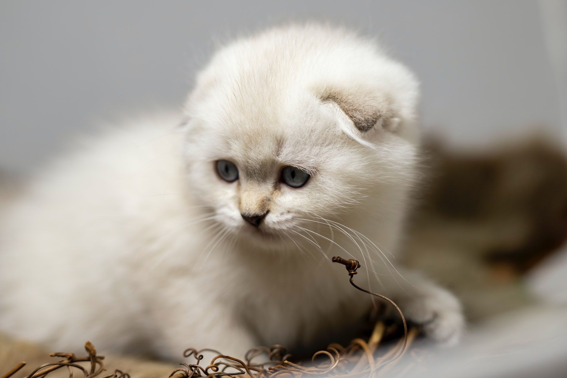 chat a peur de l'orage