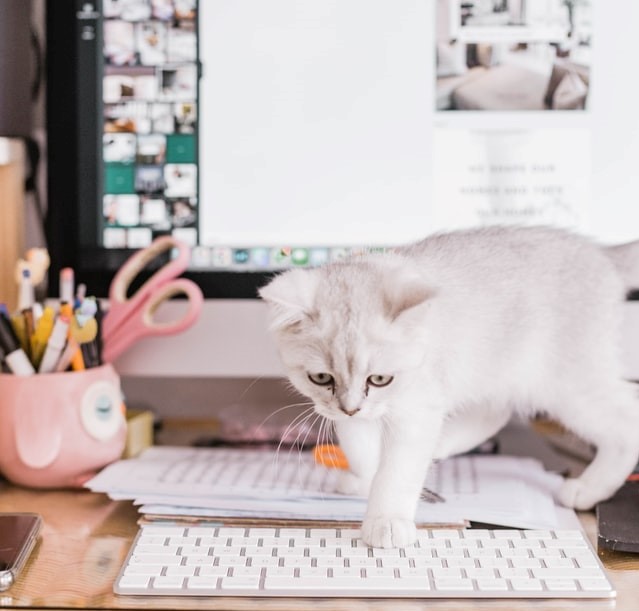 Télétravail chat envahissant