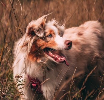 Les épillets : un danger pour les chiens