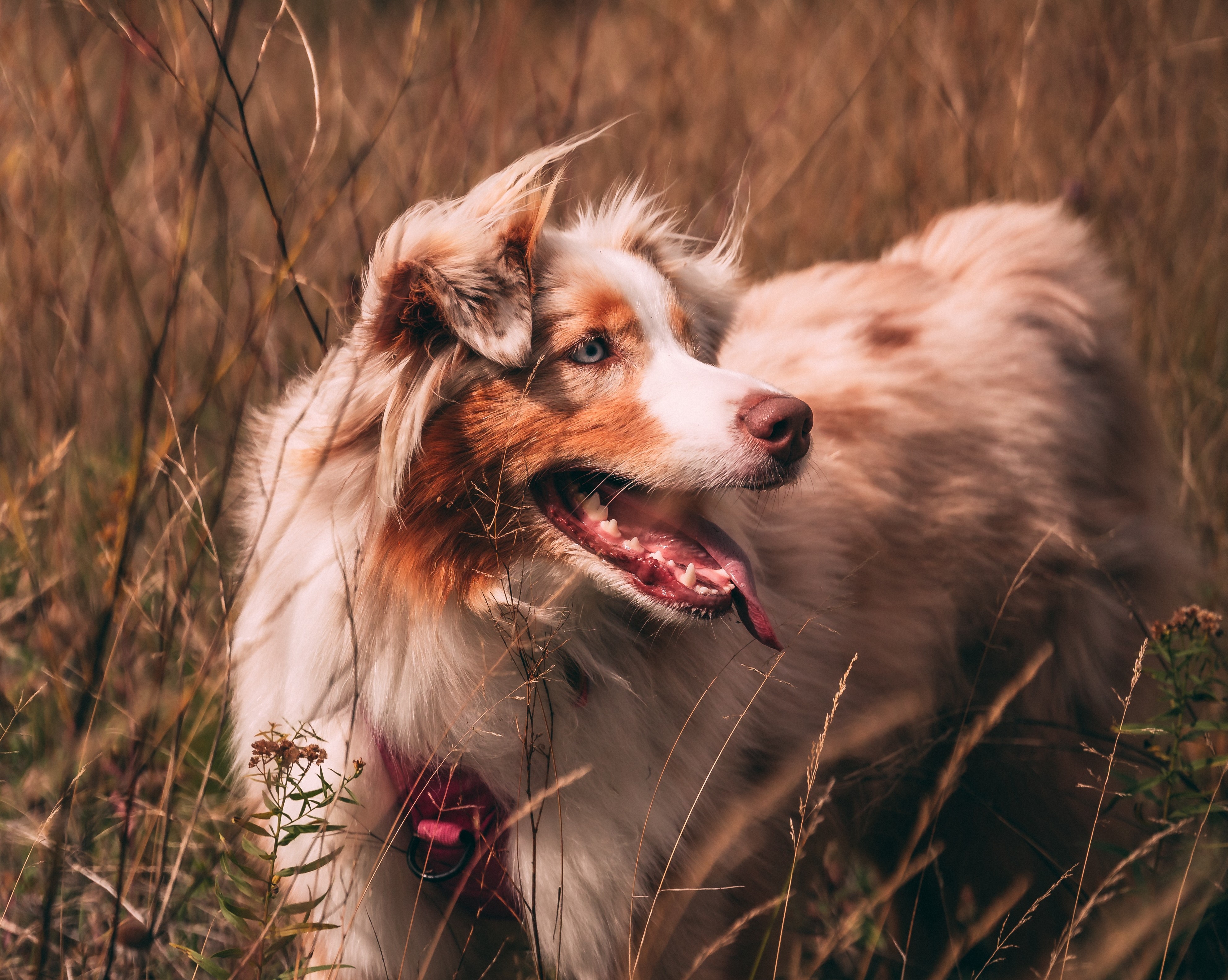 Les épillets : un danger pour les chiens