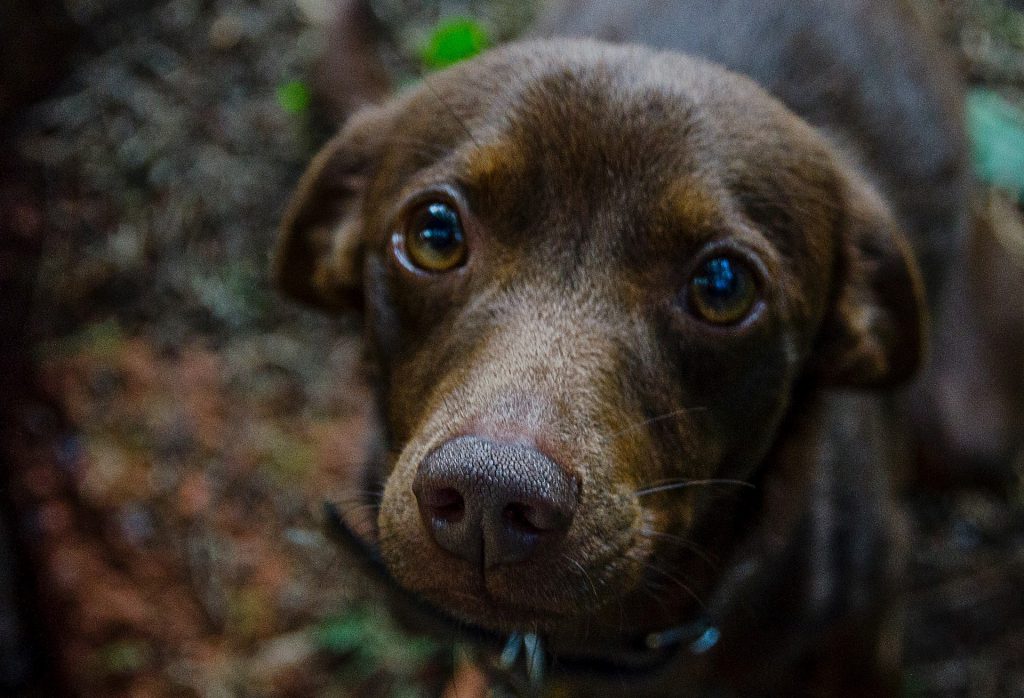 Meilleures Sonnettes pour Chien en 2024