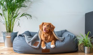 Laisser son chien seul : techniques d’acceptation et limites