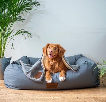 Chien dans son panier