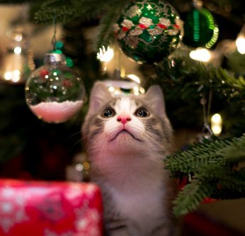 Top 5 cadeaux chats