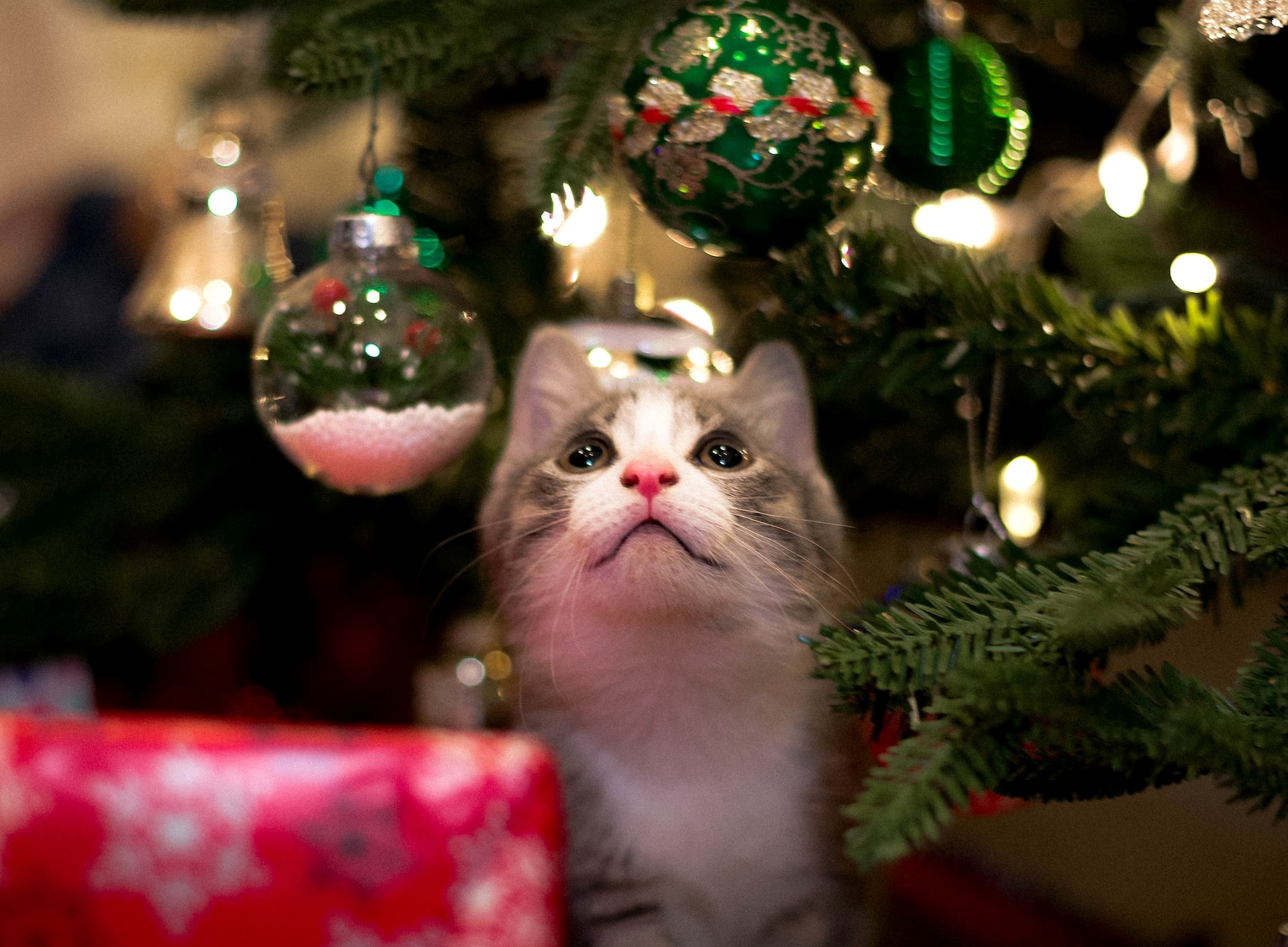 Décoration de sapin de Noël en forme de chat - Cadeau pour les amoureux des  chats - Décorations