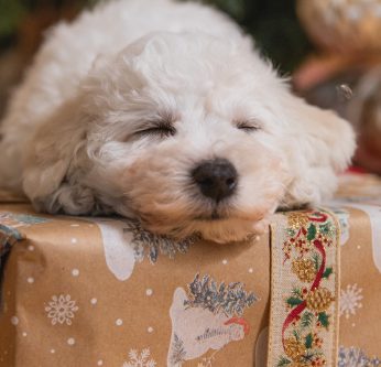 Top 5 cadeaux chien