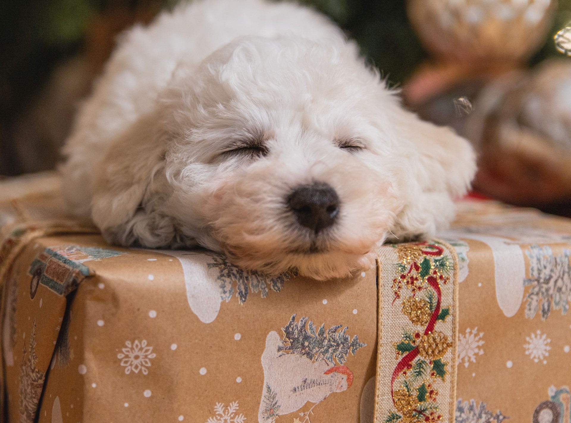 Top 5 cadeaux chien