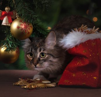 Faire un sapin de Noël avec un chat