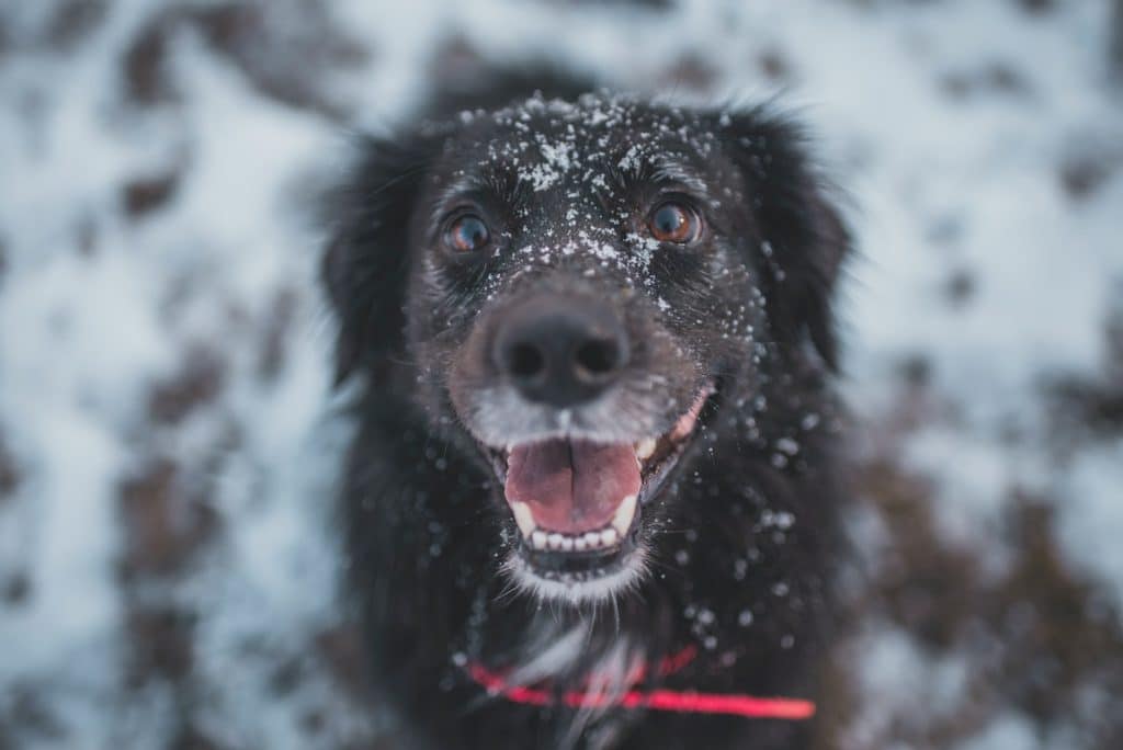 Partir à la neige