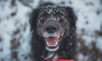 5 accessoires pour partir à la neige avec son chien