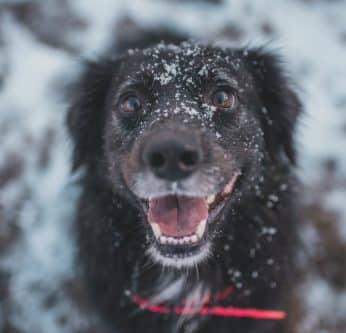 Partir à la neige